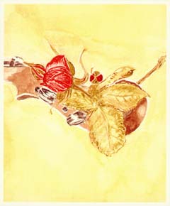Cadenzas for Hoffmeister Viola Concerto in D, images/mknight_hoffmeister_image_240_290.jpg